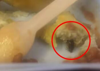 Cockroach Found in Meal Served to Child on Air India Flight